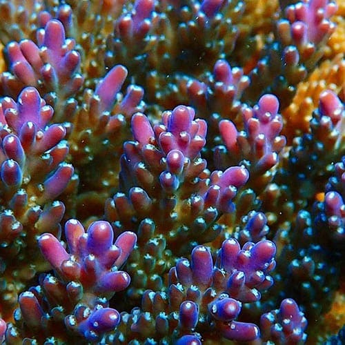 Coral Sea Fundation